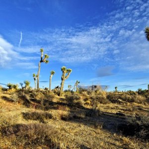 MojaveDesertView(10-11)c.jpg