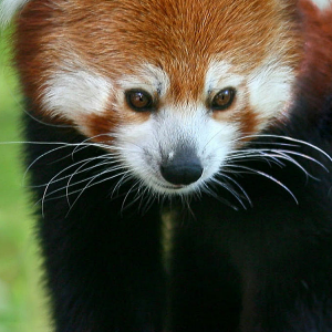 Panda 01.png