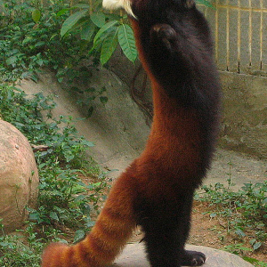 Panda 03.png