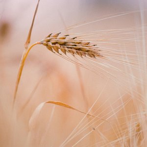Rice-leaf-nature-iphone6.jpg