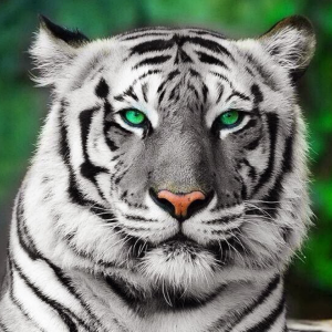 greeneyeswhitetiger.png