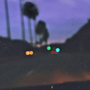 Street Palms.png