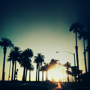 Palms 02.png