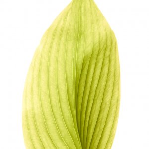 8 (iPhone).jpg