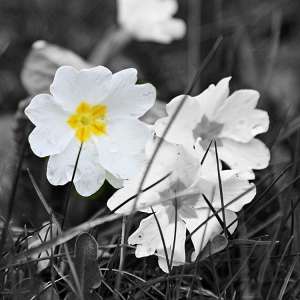 Flowers.png