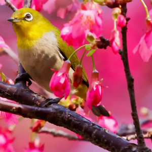 Bird 02.png
