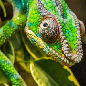 Chameleon or Panther chameleon_smartphone.jpg