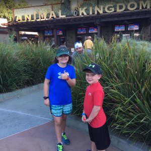 Animal Kingdom.jpg