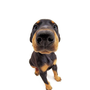 Dog 01.png