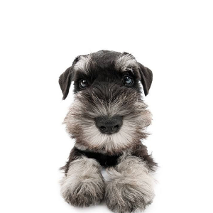 Dog 05.png