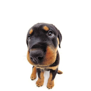 Dog 06.png
