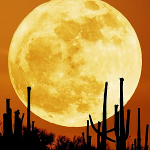 Cactus Moon.png