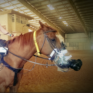 Horse K4.png