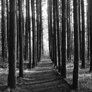 Forest Path 1080.png