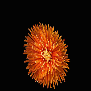 Orange Mum.png