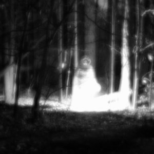 Woods-02 resize.jpg