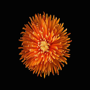Orange-Mum.png