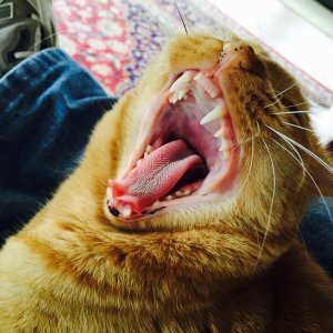 Open Mouth.jpg