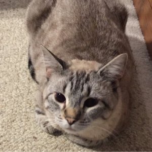 ImageUploadedByTapatalk1429220643.501910.jpg