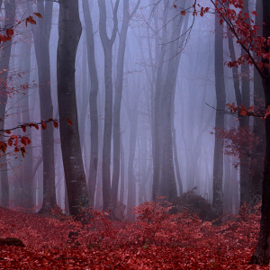Forest 02.png