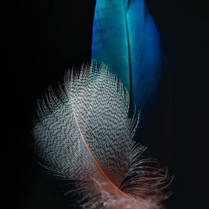 Feathers.jpg
