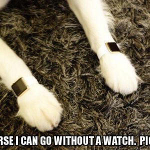 dog.JPG