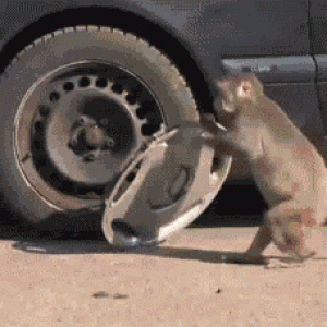 STEAL.gif