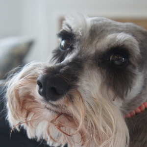 Schnauzer.png