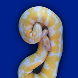 1.png