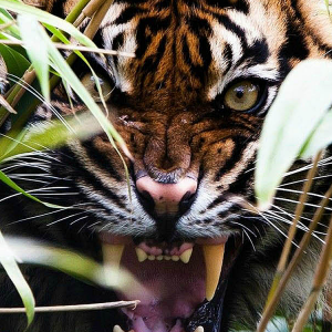 Tiger.png