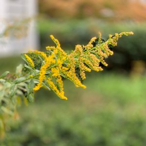 Goldenrod.jpeg