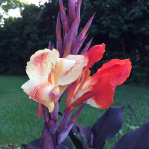Flower.jpg