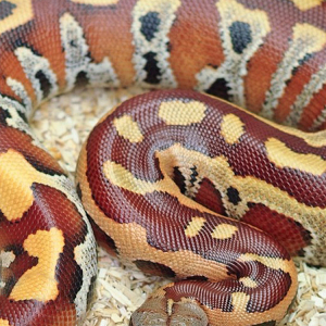 Python.png