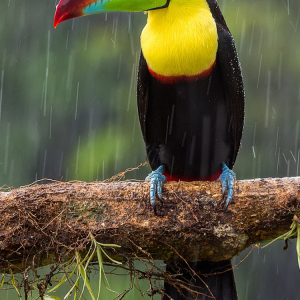Toucan.png