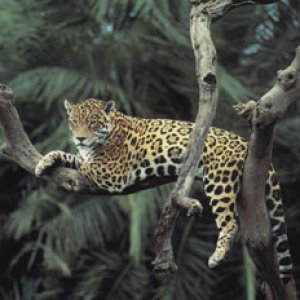 jaguar3.jpg