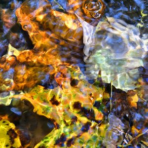 FallCreekLeavesUnderWaterBubble.jpg