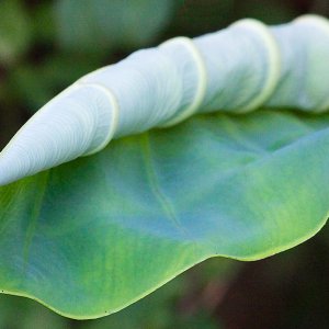 Curled Leaf.jpg