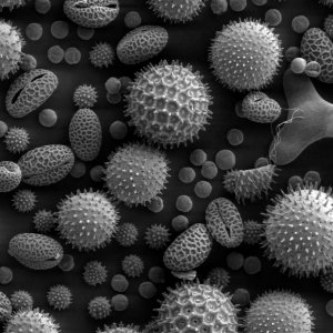 Misc_pollen.jpg