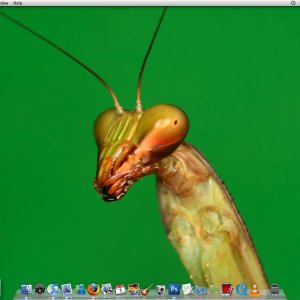 Green screen mantis BG.jpg