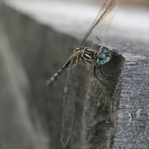 dragonfly.jpg