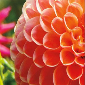 palm pre wallpp1.jpg