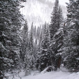 Snow Covered Trees.jpg