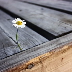 lonely_flower-1280x800.jpg
