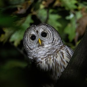 barred_owl_11-5-2020-1.jpg