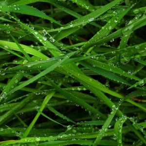 Grass.jpg