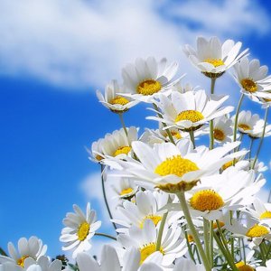 flowers-1.jpg
