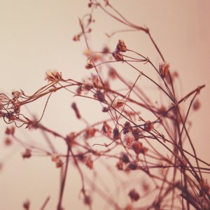 twigs.jpg