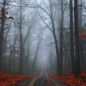 Fogged Forest.jpg