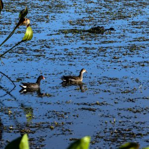 ducks gtor.jpg