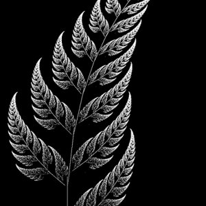 Silver Fern 01.jpg